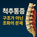🦴 척추통증의 기전 — 통증은 어디서 오는가? 이미지
