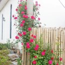 넝쿨장미집 이미지