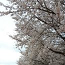 옥포 용연사 벚꽃 축제 이미지
