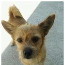 산들 강아지 이미지