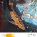 싱싱한마켓 이미지