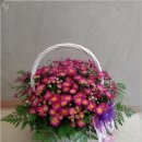 샤론의꽃 이미지