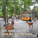 최남단글램핑 | 제주 서귀포 가볼만한곳 제주도 명소 베스트 모음zip