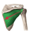 샤인휘트니스 이미지