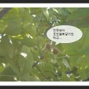 마로니에 이미지