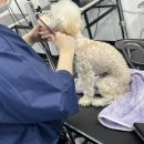 댕댕이 애견미용샵 이미지