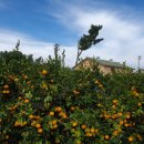 쥬쥬네 미깡밭 이미지