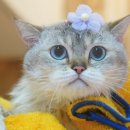 페페로미아 | 동탄고양이미용 페페로미아는 동탄에 위치한 프리미엄 고양이 전문 미용샵