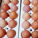 행운유정란 이미지