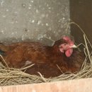 숙원농장 이미지