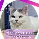 캣츠앤미 이미지
