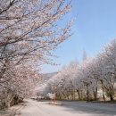 정천면행정복지센터 공중화장실 | 천안 아산 아이와 인생샷 겹벚꽃 명소 서남대학교 방문 후기