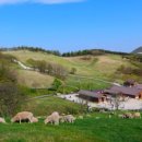 미정목장 이미지