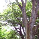 천안고등학교 이미지