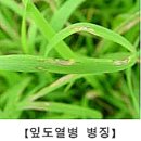 고흥-8호 | 식량작물 병해충 발생정보 [제8호 / 2024. 7. 1. ~7.15.]