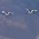 CRANE WORLD 이미지