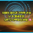 북부보건과 치매관리팀 | 치매의 원인과 기억력 손상: 뇌 속 별세포와 SIRT2 단백질의 비밀 🧠💡
