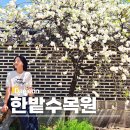 대전 꽃구경 가볼만한곳 한밭수목원 튤립 봄꽃 피크닉