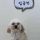 디어마이모모 이미지