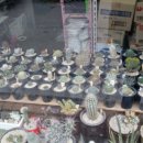 금호농장 이미지