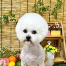 이쁘개귀엽개 이미지