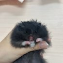 로던트클럽 강서마곡점 이미지