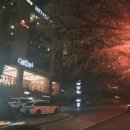 달맞이밤 이미지