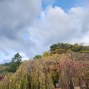 창녕 영산 만년교 이미지