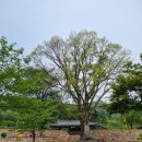 두마리 상엿집 | 캠페인(대구/경산)[대구 경북 겹벚꽃 명소 경산 환성사/경산 상엿집과 관련문서/대구 옻골마을 옛 담장]