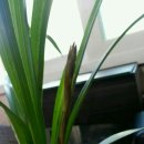 꽃보다 보세 이미지