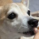 서이동물병원 | 웰케어 강아지눈영양제 강아지영양제 고양이영양제