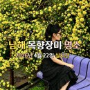 남해 가볼 만한 곳 목향장미 명소 산들예술원 실시간 개화 상황 방문 후기