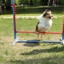 투개더 펫 이미지