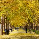 은행나무 이미지