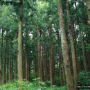 [한국의 아름다운 숲 13] 제주 사려니숲길 이미지