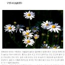 [지리산약용식물] 구절초(九折草, Chrysanthemum zawadskii, 뜻: 어머니의 사랑, 고상함, 밝음, 순수, 우아한 자태) 이미지