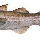 명태사랑 이미지