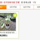 더케이야생화 이미지