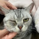 으뜸원동물병원 이미지