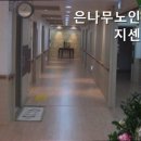 은나무