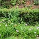 배나무실의 아침 이미지