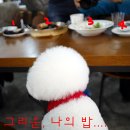 비쇼네 이미지