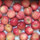 꼬마꼬꼬 이미지