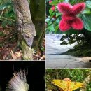 아프리카 마다가스카라 마소알라 국립공원 Masoala National Park, Madagascar 이미지