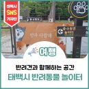 태백시농업기술센터 | [여행]반려견과 마음껏 뛰어놀 수 있는 태백시 반려동물 놀이터