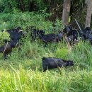 흑염소농장 이미지