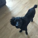 헬로도그맘 이미지