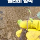 글로리 팜 이미지