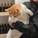 [원데이특강]향기와디퓨저 | 당일예약 창원원데이클래스 향수공방 엠마스튜디오 재방문 후기 보석디퓨저 키링퍼퓸