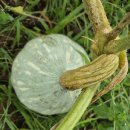 토종 단호박 수확시기 이미지